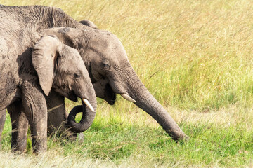 African elephants grazing on the lush grass of the Masai Mara, Kenya