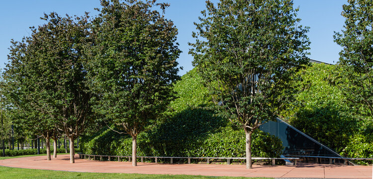 Iron tree or Persian Parrotia (Parrotia persica) in Public City Landscape Park "Krasnodar" or "Galician Park". Row of trees on orange path around evergreen walls of mirror maze. Summer Morning 2021