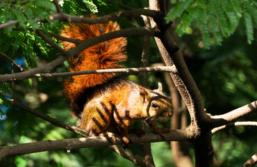 La ardilla de cola roja (Sciurus granatensis, también llamada a veces ardilla colirroja) es un miembro neotropical del género Sciurus. Se le encuentra en Costa Rica, Panamá, Colombia, Ecuador, Trinida