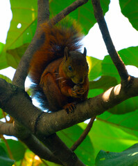 La ardilla de cola roja (Sciurus granatensis, también llamada a veces ardilla colirroja) es un miembro neotropical del género Sciurus. Se le encuentra en Costa Rica, Panamá, Colombia, Ecuador, Trinida