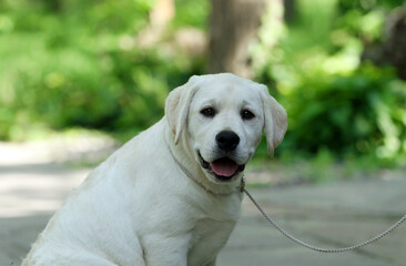 the sweet yellow labrador puppy on the blue