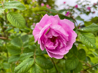 Garden rose and insect