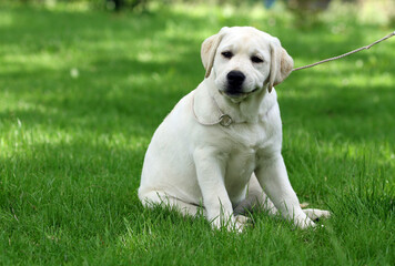 sweet yellow labrador puppy on the blue