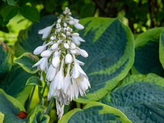 Blooming Hosta Flowers with new buds coming in Hosta lancifolia