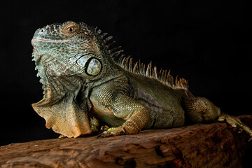 Fototapeta premium Male American Green Iguana (Iguana iguana)