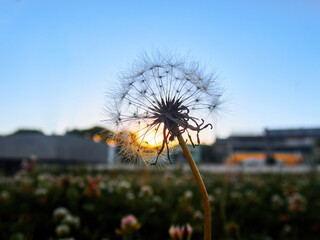 Dandelion in the sunset light on a very cozy background