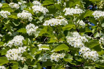 Beautiful flowering hawthorn in spring in the garden, natural background for design