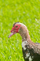 front view, medium distance of a muscovy duck walking on a grassy, tropical, lake shore