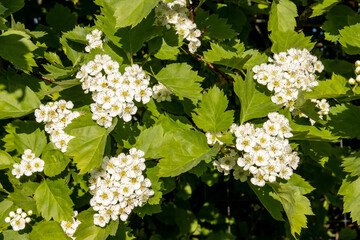 Blooming hawthorn close-up, medicinal plant is used in medicine