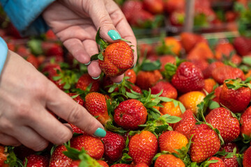 A woman chooses juicy strawberry berries in the store with a tray. Hands close-up hold berries