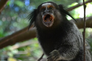 marmoset