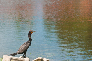 side view, far distance of a single double-crested cormorant standing on a concrete block on edge of a tropical lake, searching for next meal