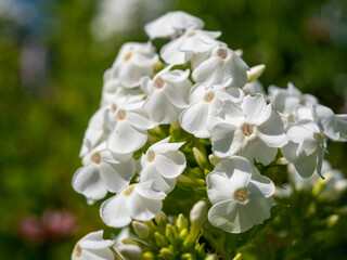 Cultivar blooming Phlox paniculata in the sunny summer garden. 