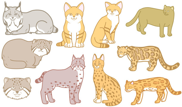 マイナーな猫科動物　スナネコ　イラスト