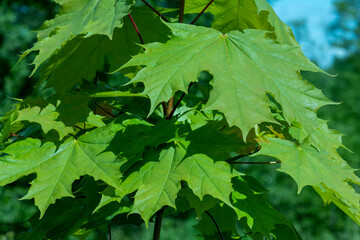Green leaves of a maple close-up, natural natural background