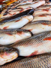 Freshly harvested rohu carp fish arranged in row for sale in indian fish market