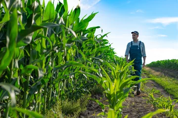 Fotobehang Caucasian calm male maize grower in overalls walks along corn field with tablet pc in his hands © Mikhailov Studio
