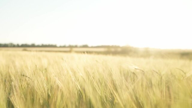 Wheat field at sunset. The camera flies through the spikelets of wheat