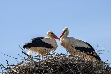 A pair of white storks in the nest against the blue sky