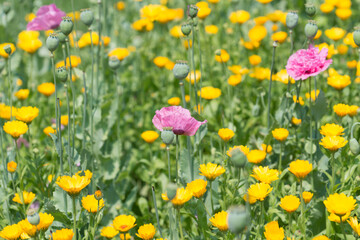 orange yellow and pink flowers in garden bed