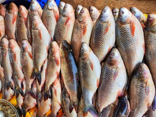 Freshly harvested rohu carp fish arranged in row for sale in indian fish market from different angle view