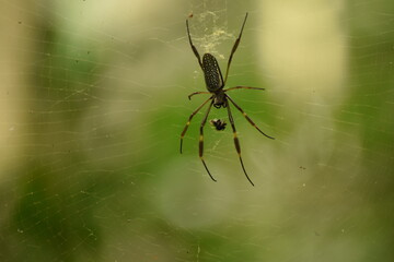 green spider