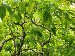 Pisonia, auspicious tree with light yellow-green leaves (Scientific name that Pisonia grandis...