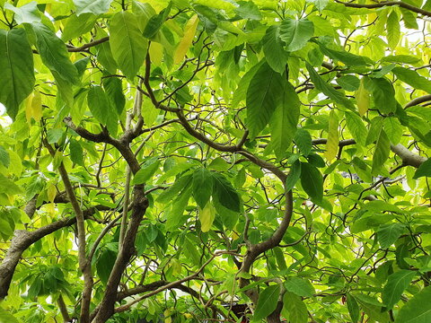 Pisonia, auspicious tree with light yellow-green leaves (Scientific name that Pisonia grandis R.Br.). Moonlight Tree originated in tropical America. Leaves hit the moonlight, thus creating a soft glow
