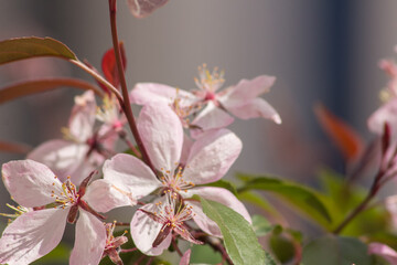 Apple tree flowers on blurred blue background