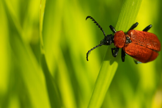 Cardinal beetle red beetle on a bright natural green background, with copy space