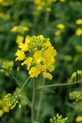 A stem of a blooming rapeseed, close-up. Yellow flowers.