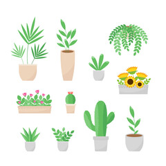 This is a collection of houseplants isolated on a white background.