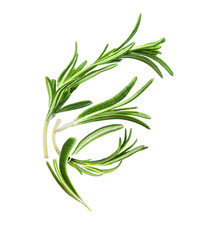 Rosemary stems close up, isolated on white background