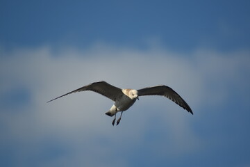 sea bird