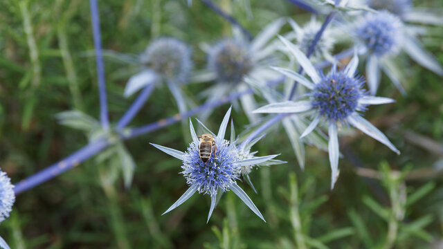 (Eryngium planum) Une abeille visitant une petite fleur ronde de chardon bleu azur ou panicaut &agrave; feuilles planes, plante florif&egrave;re, mellif&egrave;re et d&eacute;corative 