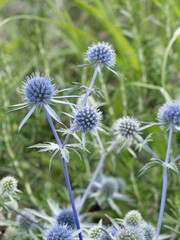 Touffe de panicaut à feuilles planes ou chardon bleu de jardins à capitules spériques sur hampe ramifiée (Eryngium planum)
