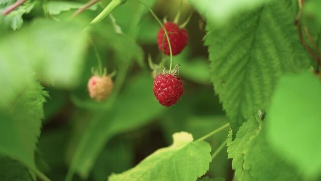 Ripe raspberry on a branch in windy sunny summer day, 4K close up copy space