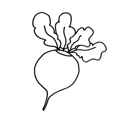 Vegetable doodle beetroot. Fresh, healthy, vegan food. Hand drawn illustration. 