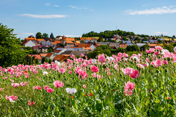 The village of Grandenborn in Hesse with the blooming opium poppy fields