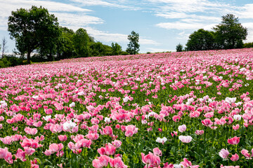 Flowers of an opium poppy field  - obrazy, fototapety, plakaty