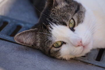 Se prélasser au soleil, vie de chat
