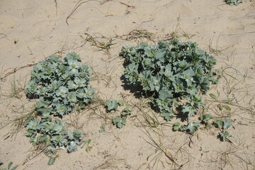 Sea kale