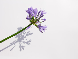 agapanthus flower isolated on on white background, with copy space