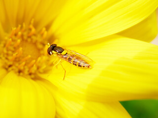 bee insect on a yellow flower, close up look