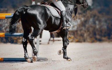 Legs of a galloping horse. Legs of a sporting horse in knee-caps