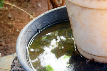 abandoned plastic bowl in a vase with stagnant water inside. close up view. mosquitoes in potential...