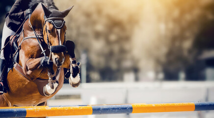 The bay horse overcomes an obstacle.Show jumping