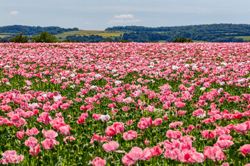 Flowers of an opium poppy field  - obrazy, fototapety, plakaty