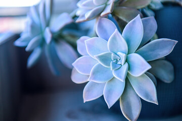 Fototapeta premium Echeveria ponto rosa