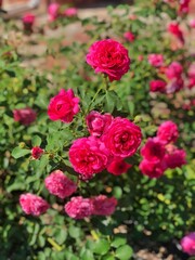 pink roses in garden